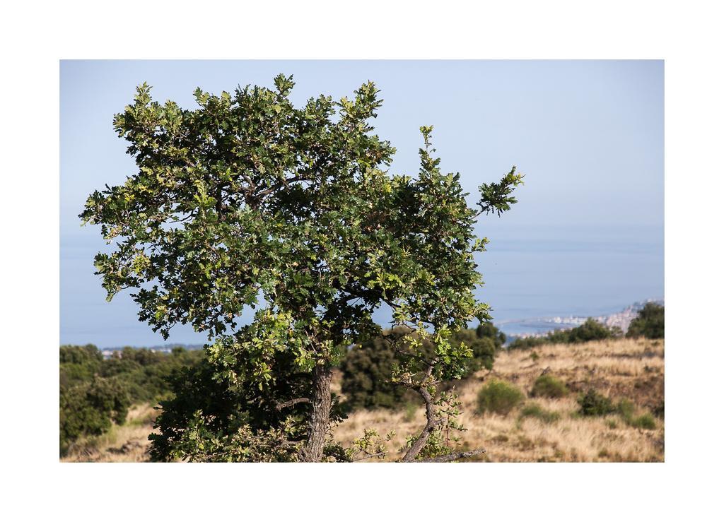 马斯卡利Ecoagriturismo Notti Stellate Etna Mare别墅 外观 照片